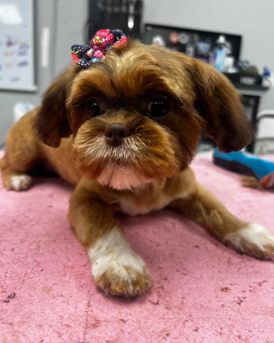Groomed dog transformation